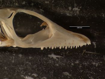 Media type: image;   Herpetology R-171408